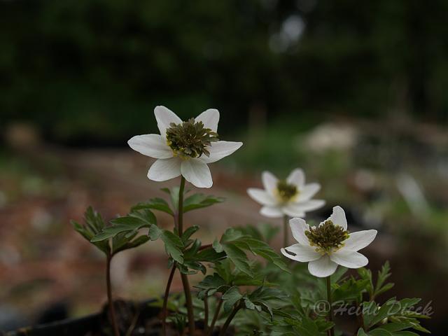 Anemone nemorosa Green Dream4.JPG - Anemone nemorosa ' Green Dream' / Frühlingsanemone, Buschwindröschen - Herrenkamper Gärten